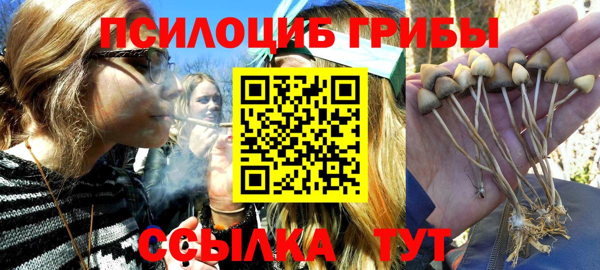 Псилоцибиновые грибы Psilocybe Черногорск